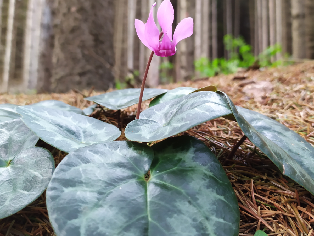 Virágzik az erdei ciklámen (Cyclamen purpurascens), Sopron emblematikus növénye