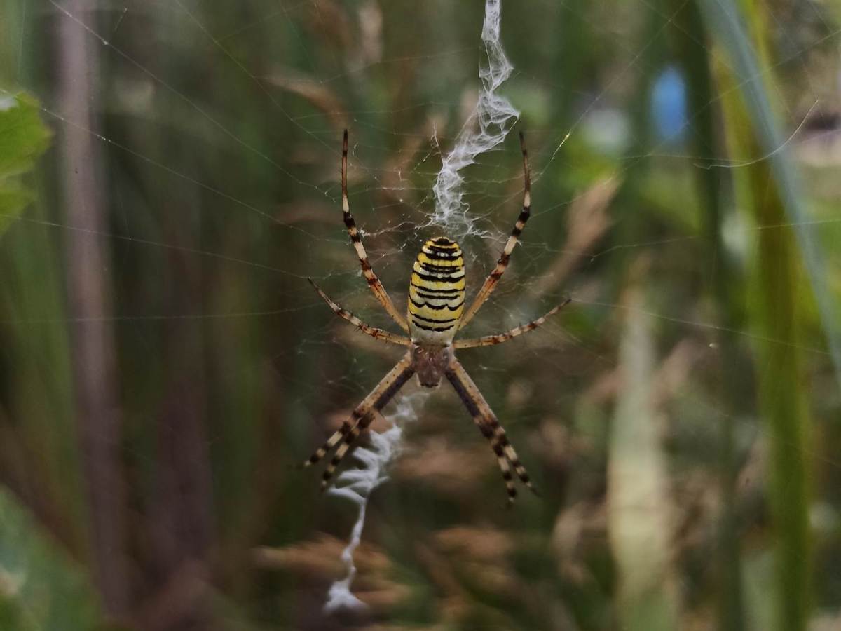 Darázspók (Argiope bruennichi)