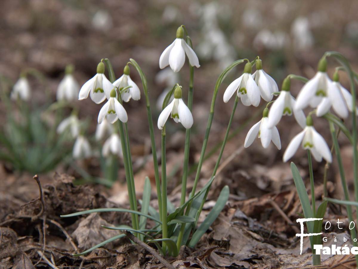 A kikeleti hóvirág (Galanthus nivalis)