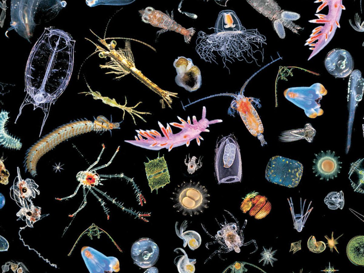 Nem minden a méret, bemutatjuk a Fertő kerekesféreg faunájának egy különlegességét (Rhinoglena fertoeensis)