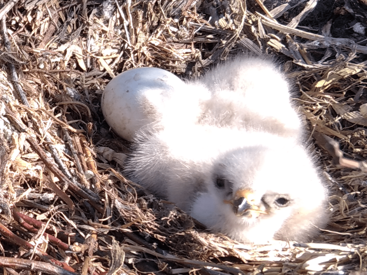 Kikeltek az egerészöly fiókák