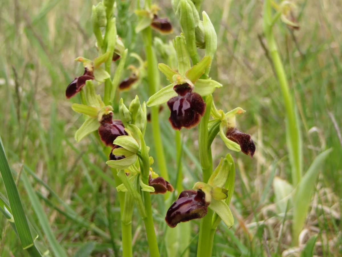 Pókbangó (Ophrys sphecodes)