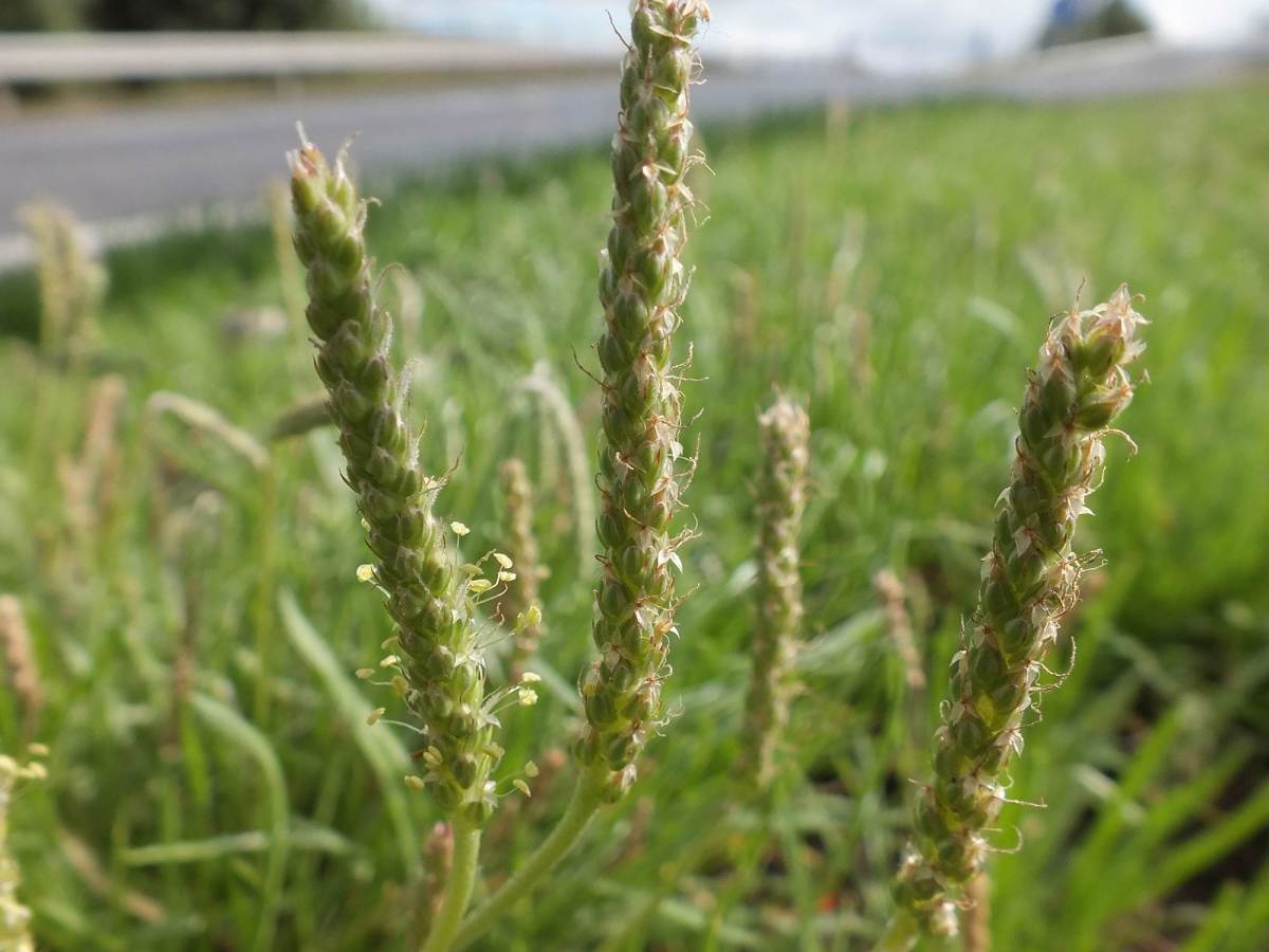 Ha a hegy nem megy Mohamedhez…