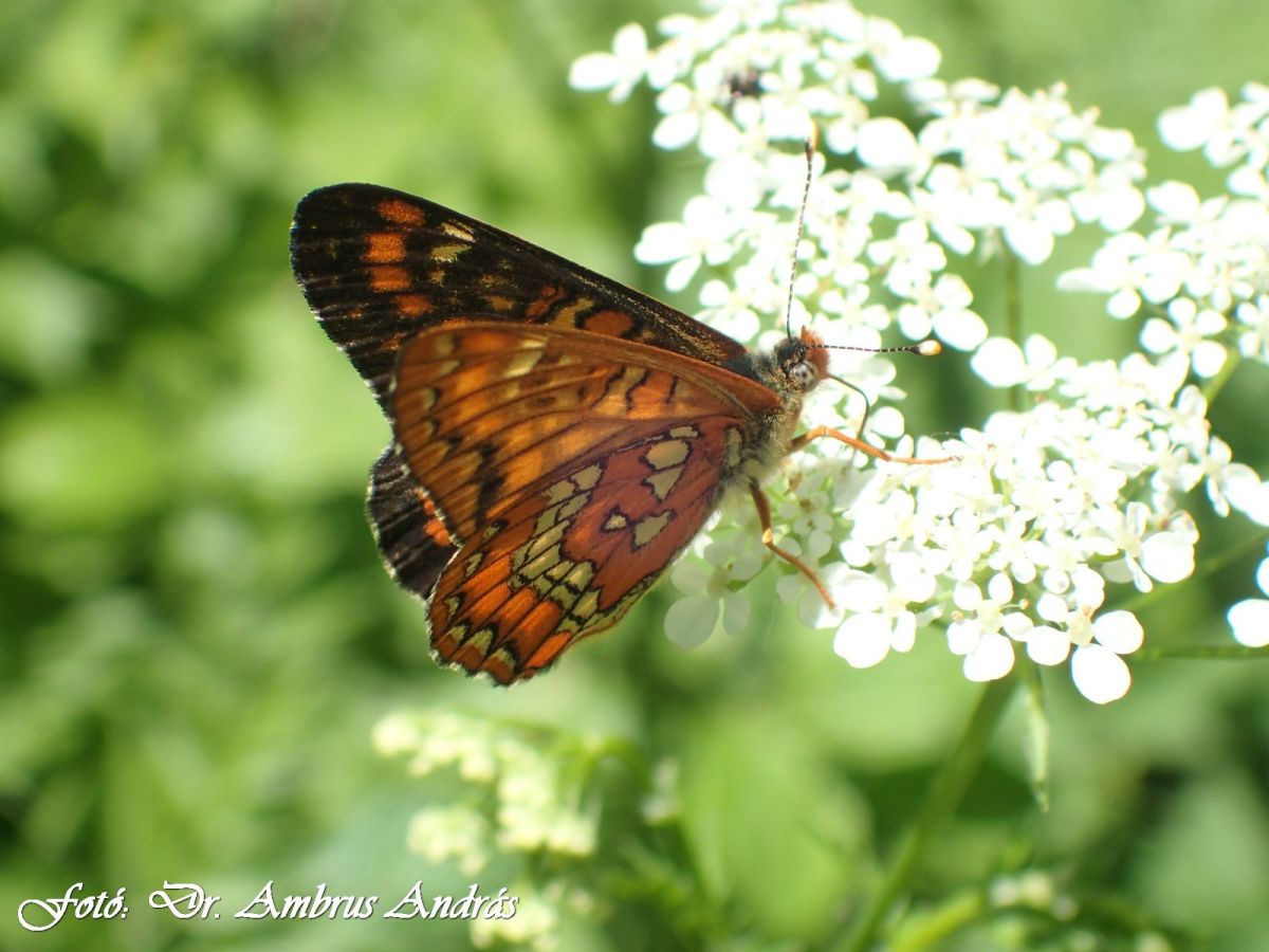 A díszes tarkalepke (Euphydryas maturna) környékünk ritka, veszélyeztetett lepkéje